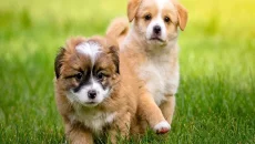 How Do You Evaluate A Reputable Breeder When Searching For Puppies