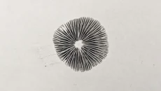 Learning Mycology