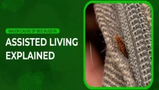 Bed Bugs