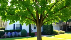 Property Investment