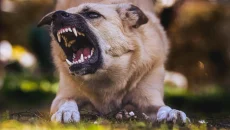 Dog Bite Cases