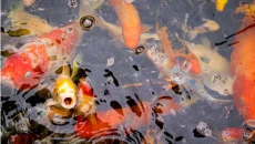 Wild Betta Fish