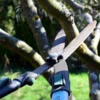 Tree Maintenance
