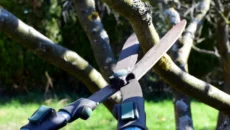 Tree Maintenance