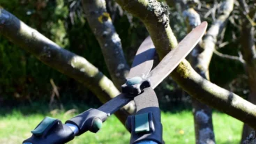 Tree Maintenance